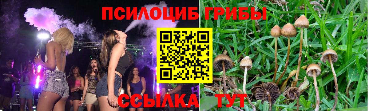 Псилоцибиновые грибы Psilocybine cubensis Новоуральск